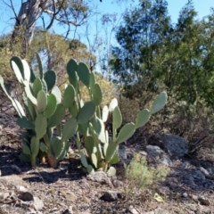 Opuntia sp. (Prickly Pear) at Farrer Ridge - 2 Jun 2019 by galah681