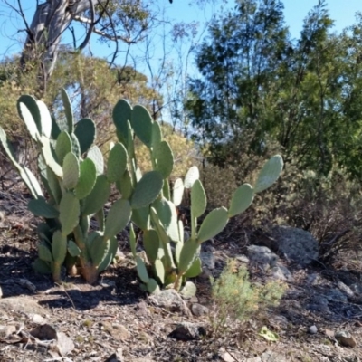 Opuntia sp. (Prickly Pear) at Farrer, ACT - 2 Jun 2019 by galah681