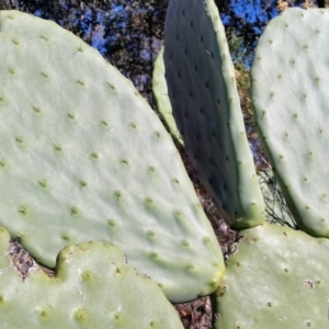 Opuntia sp. at Farrer, ACT - 2 Jun 2019 11:30 AM