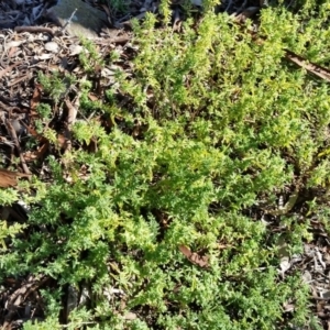 Atriplex semibaccata at Farrer, ACT - 2 Jun 2019 10:53 AM