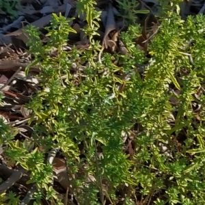 Atriplex semibaccata at Farrer, ACT - 2 Jun 2019