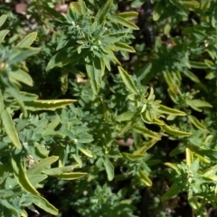 Atriplex semibaccata at Farrer, ACT - 2 Jun 2019