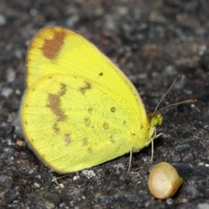 Eurema smilax at Acton, ACT - 1 Jun 2019 12:44 PM