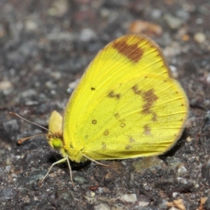 Eurema smilax at Acton, ACT - 1 Jun 2019