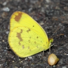 Eurema smilax at Acton, ACT - 1 Jun 2019 12:44 PM