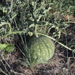 Citrullus amarus (Wild Melon, Camel Melon, Bitter Melon) at Tuggeranong DC, ACT - 27 Mar 2019 by michaelb