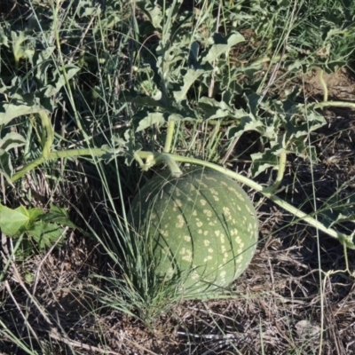 Citrullus amarus (Wild Melon, Camel Melon, Bitter Melon) at Point Hut to Tharwa - 27 Mar 2019 by michaelb