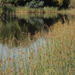 Schoenoplectus tabernaemontani at Tuggeranong DC, ACT - 27 Mar 2019