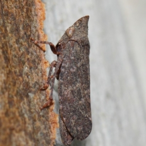 Smicrocotis obscura at Acton, ACT - 1 Jun 2019 01:40 PM