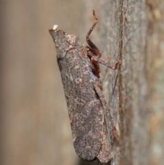 Smicrocotis obscura at Acton, ACT - 1 Jun 2019