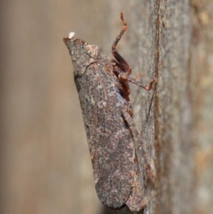 Smicrocotis obscura at Acton, ACT - 1 Jun 2019 01:40 PM