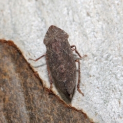 Smicrocotis obscura at Acton, ACT - 1 Jun 2019 01:40 PM