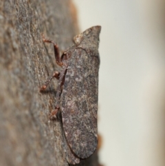 Smicrocotis obscura at Acton, ACT - 1 Jun 2019 01:40 PM