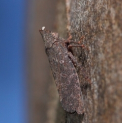 Smicrocotis obscura at Acton, ACT - 1 Jun 2019