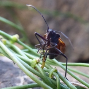 Oncopeltus (Oncopeltus) sordidus at Hackett, ACT - 5 Jun 2019 12:37 PM