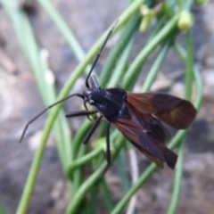 Oncopeltus (Oncopeltus) sordidus at Hackett, ACT - 5 Jun 2019 12:37 PM