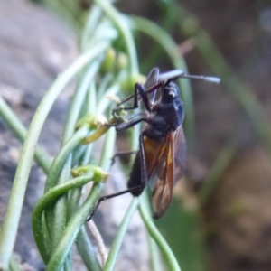 Oncopeltus (Oncopeltus) sordidus at Hackett, ACT - 5 Jun 2019 12:37 PM