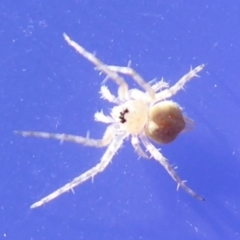 Araneinae (subfamily) (Orb weaver) at ANBG - 5 Jun 2019 by Christine