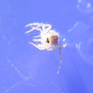 Araneinae (subfamily) at Acton, ACT - 5 Jun 2019 12:59 PM