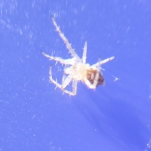 Araneinae (subfamily) at Acton, ACT - 5 Jun 2019 12:59 PM