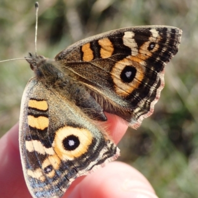 Junonia villida (Meadow Argus) at Belconnen, ACT - 2 Jun 2019 by Laserchemisty