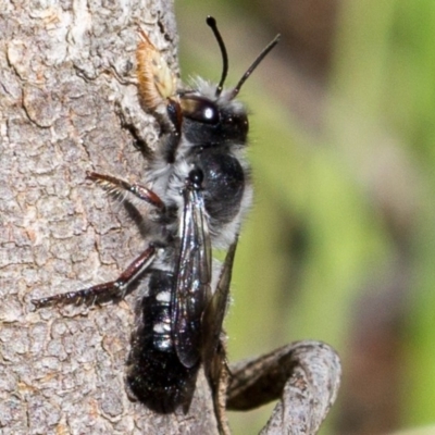 Megachile semiluctuosa (Bee) at Splitters Creek, NSW - 22 Sep 2018 by karenretra