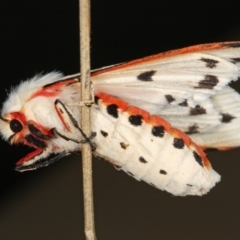 Aloa marginata (Donovan's Tiger Moth) at Kambah, ACT - 24 Feb 2012 by Marthijn