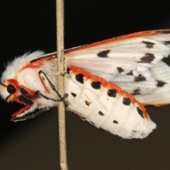 Paramsacta marginata (Donovan's Tiger Moth) at Kambah, ACT - 24 Feb 2012 by Marthijn