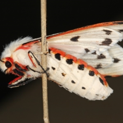 Paramsacta marginata (Donovan's Tiger Moth) at Kambah, ACT - 24 Feb 2012 by Marthijn