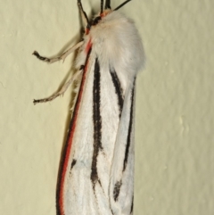 Aloa marginata at Kambah, ACT - 24 Feb 2012