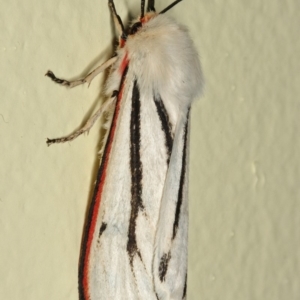 Aloa marginata at Kambah, ACT - 24 Feb 2012