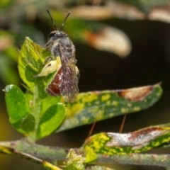 Lasioglossum (Parasphecodes) sp. (genus & subgenus) (Halictid bee) at Albury - 22 Sep 2018 by karenretra