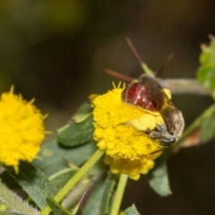 Lasioglossum (Parasphecodes) sp. (genus & subgenus) at Albury - 22 Sep 2018 01:28 PM