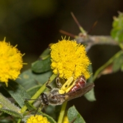 Lasioglossum (Parasphecodes) sp. (genus & subgenus) at Albury - 22 Sep 2018