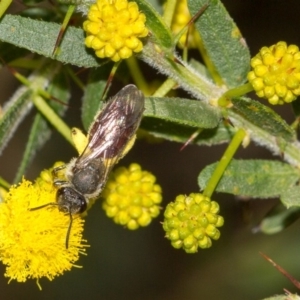 Lasioglossum (Parasphecodes) sp. (genus & subgenus) at Albury - 22 Sep 2018