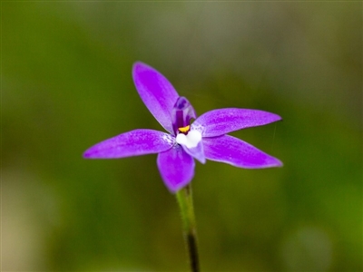 Glossodia major (Wax Lip Orchid) at Albury - 22 Sep 2018 by karenretra