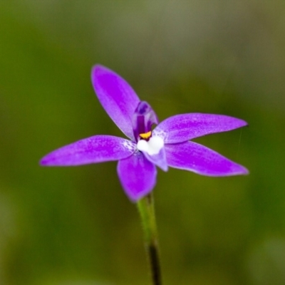 Glossodia major (Wax Lip Orchid) at Nail Can Hill - 22 Sep 2018 by karenretra