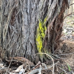 Chrysothrix sp. (genus) (A gold dust lichen) at West Wodonga, VIC - 4 Jun 2019 by karenretra