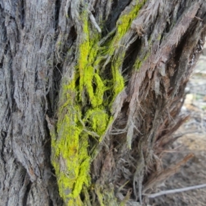 Chrysothrix sp. (genus) at West Wodonga, VIC - 4 Jun 2019 02:43 PM