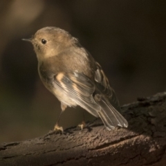 Petroica rodinogaster (Pink Robin) at ANBG - 5 Jun 2019 by Alison Milton