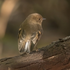 Petroica rodinogaster at Acton, ACT - 5 Jun 2019