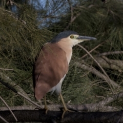 Nycticorax caledonicus (Nankeen Night-Heron) at Giralang, ACT - 5 Jun 2019 by Alison Milton