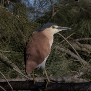 Nycticorax caledonicus at Giralang, ACT - 5 Jun 2019