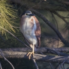 Nycticorax caledonicus at Giralang, ACT - 5 Jun 2019