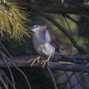 Nycticorax caledonicus at Giralang, ACT - 5 Jun 2019 04:17 PM