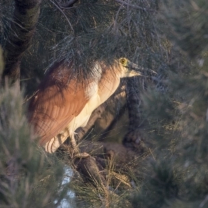 Nycticorax caledonicus at Giralang, ACT - 5 Jun 2019