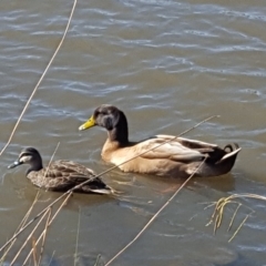 Anas platyrhynchos (Mallard (Domestic Type)) at Lake Tuggeranong - 5 Jun 2019 by jmcleod