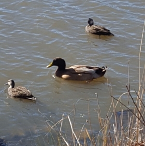 Anas platyrhynchos at Greenway, ACT - 5 Jun 2019