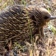 Tachyglossus aculeatus (Short-beaked Echidna) at Wodonga - 11 Nov 2018 by karenretra