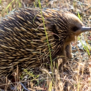 Tachyglossus aculeatus at West Wodonga, VIC - 11 Nov 2018 04:50 PM